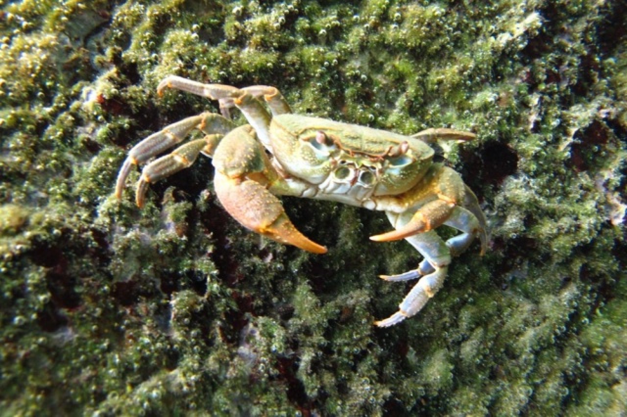 Antalyalı dalgıçlar suyun gözüne daldılar 10