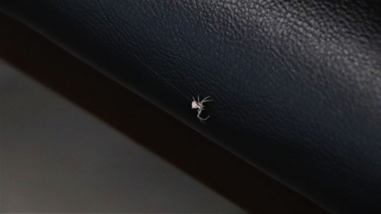 İnsan yüzlü örümcek Türkiye'de bir kez daha ortaya çıktı 6