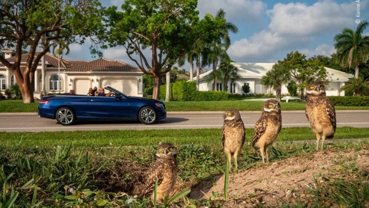 2020 'Yılın Doğa Fotoğrafları' belli oldu 7