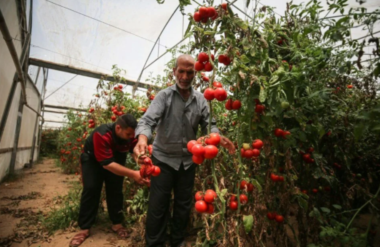 İsrail'in kararına tepki: Domates sapını tehdit gördüler 10