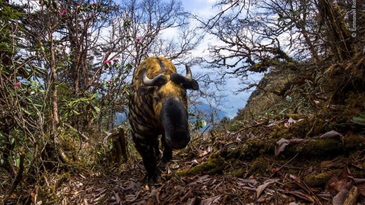 2020 'Yılın Doğa Fotoğrafları' belli oldu 10