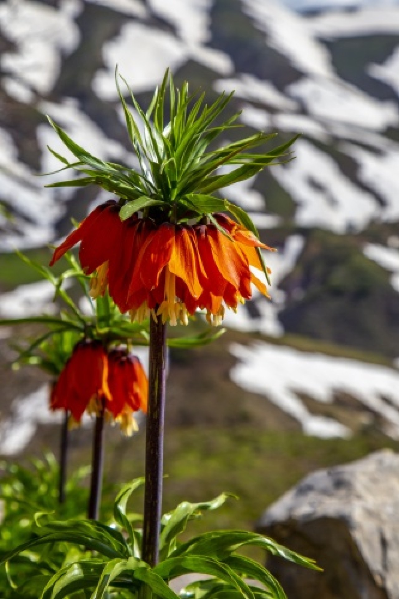 'Ağlayan gelin' fotoğraf tutkunlarının gözdesi oldu 3