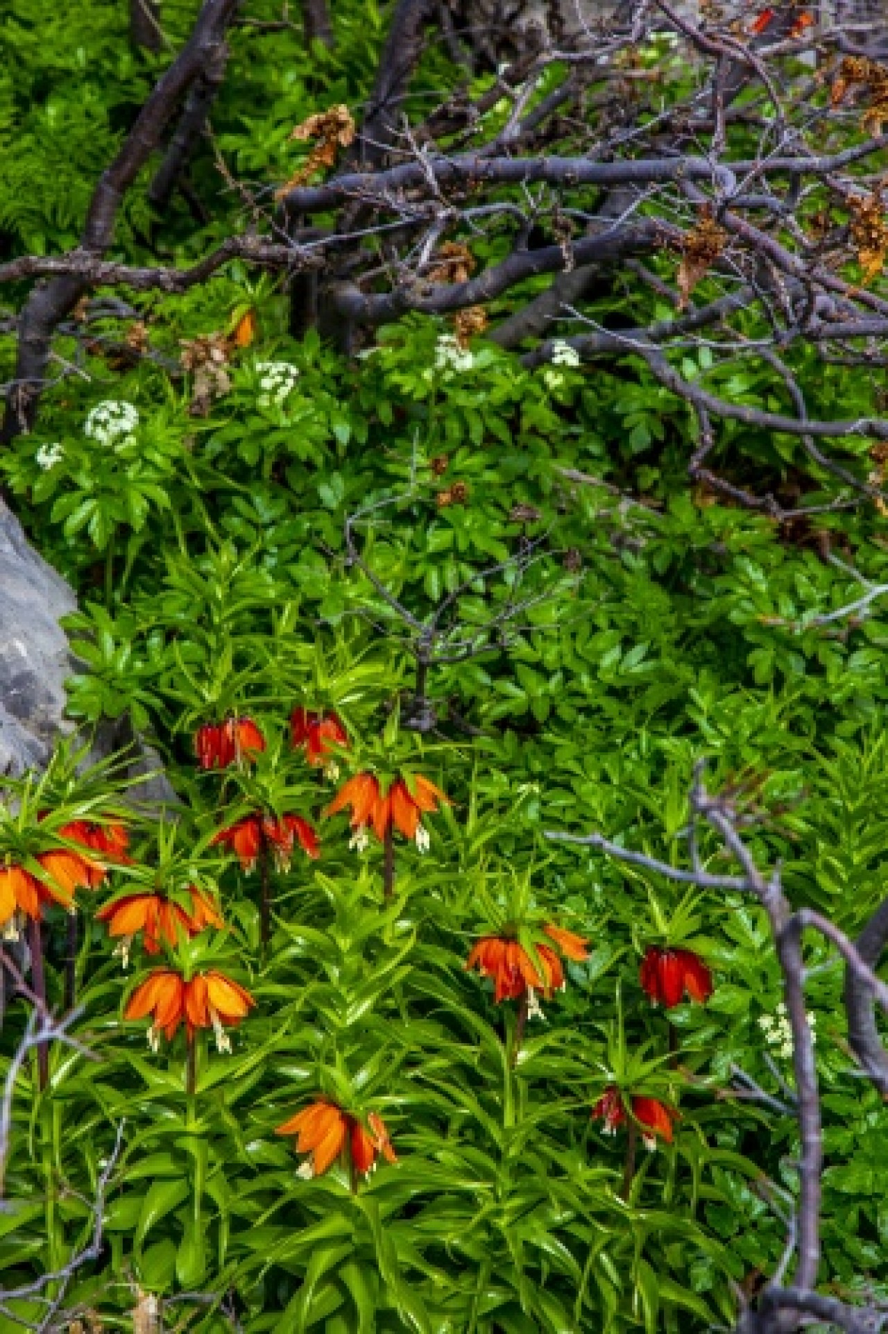 'Ağlayan gelin' fotoğraf tutkunlarının gözdesi oldu 6