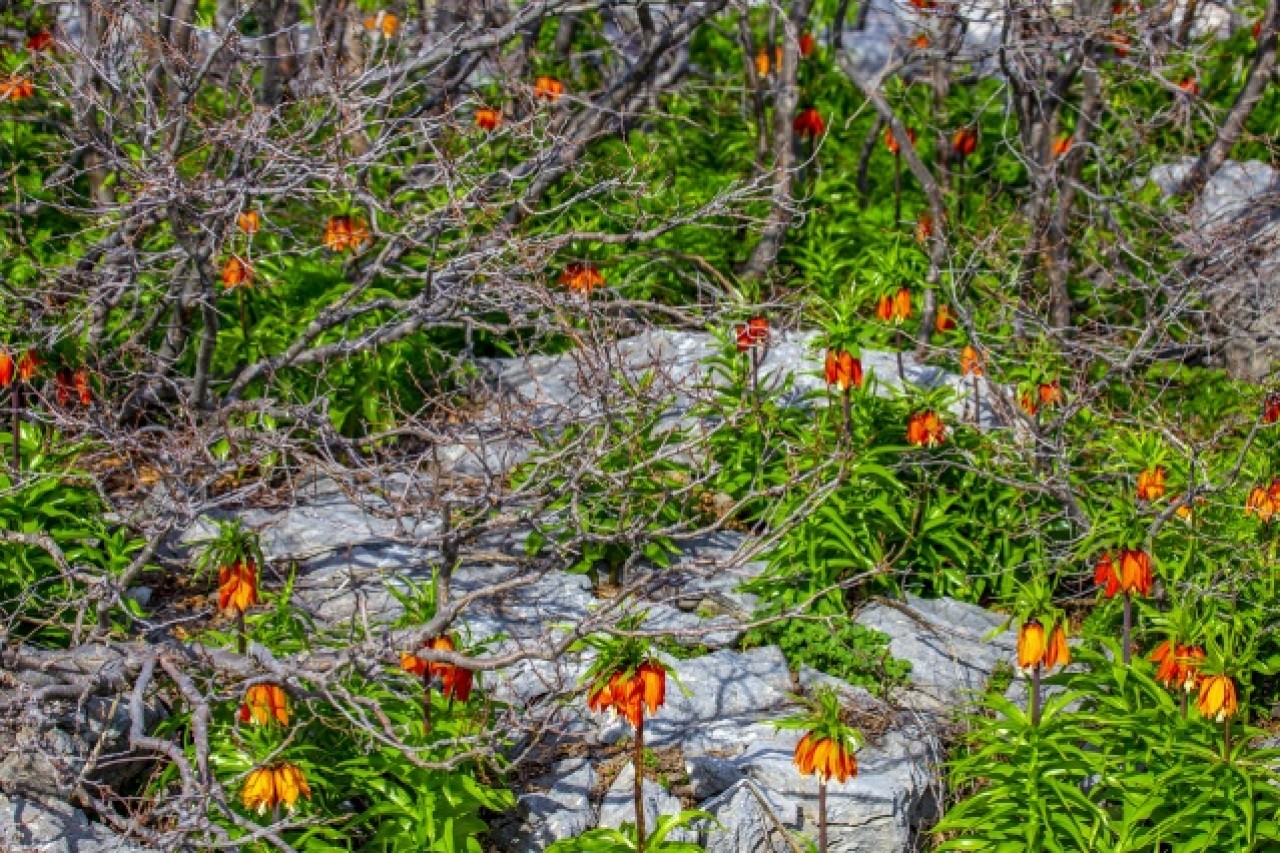 'Ağlayan gelin' fotoğraf tutkunlarının gözdesi oldu 8