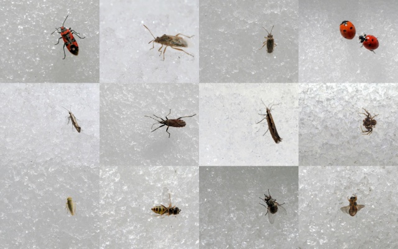 'Dokuzuncu gezegen'de sıra dışı bahar 12