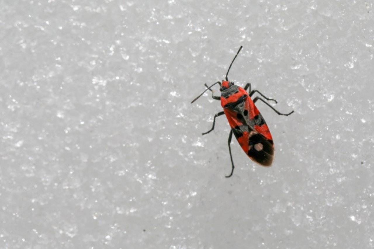 'Dokuzuncu gezegen'de sıra dışı bahar 19