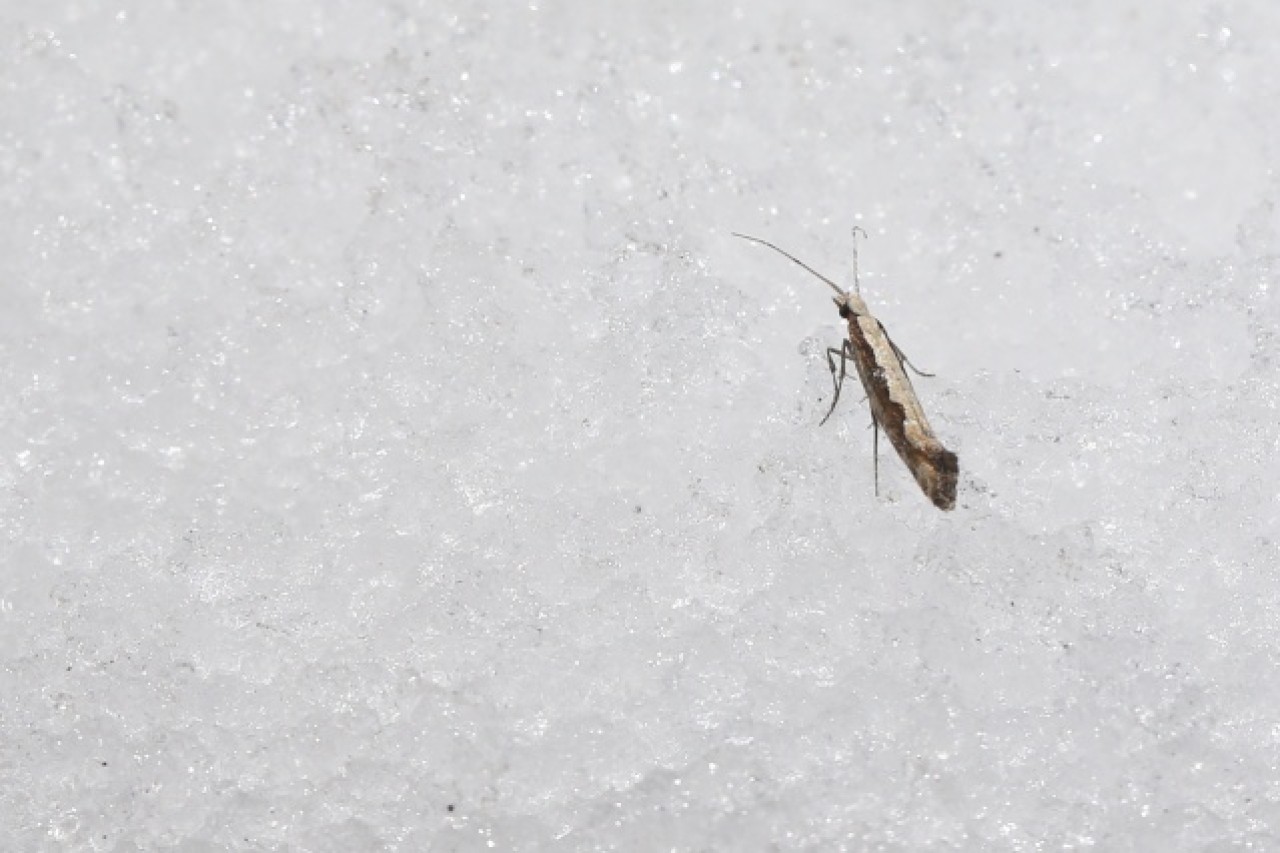 'Dokuzuncu gezegen'de sıra dışı bahar 3