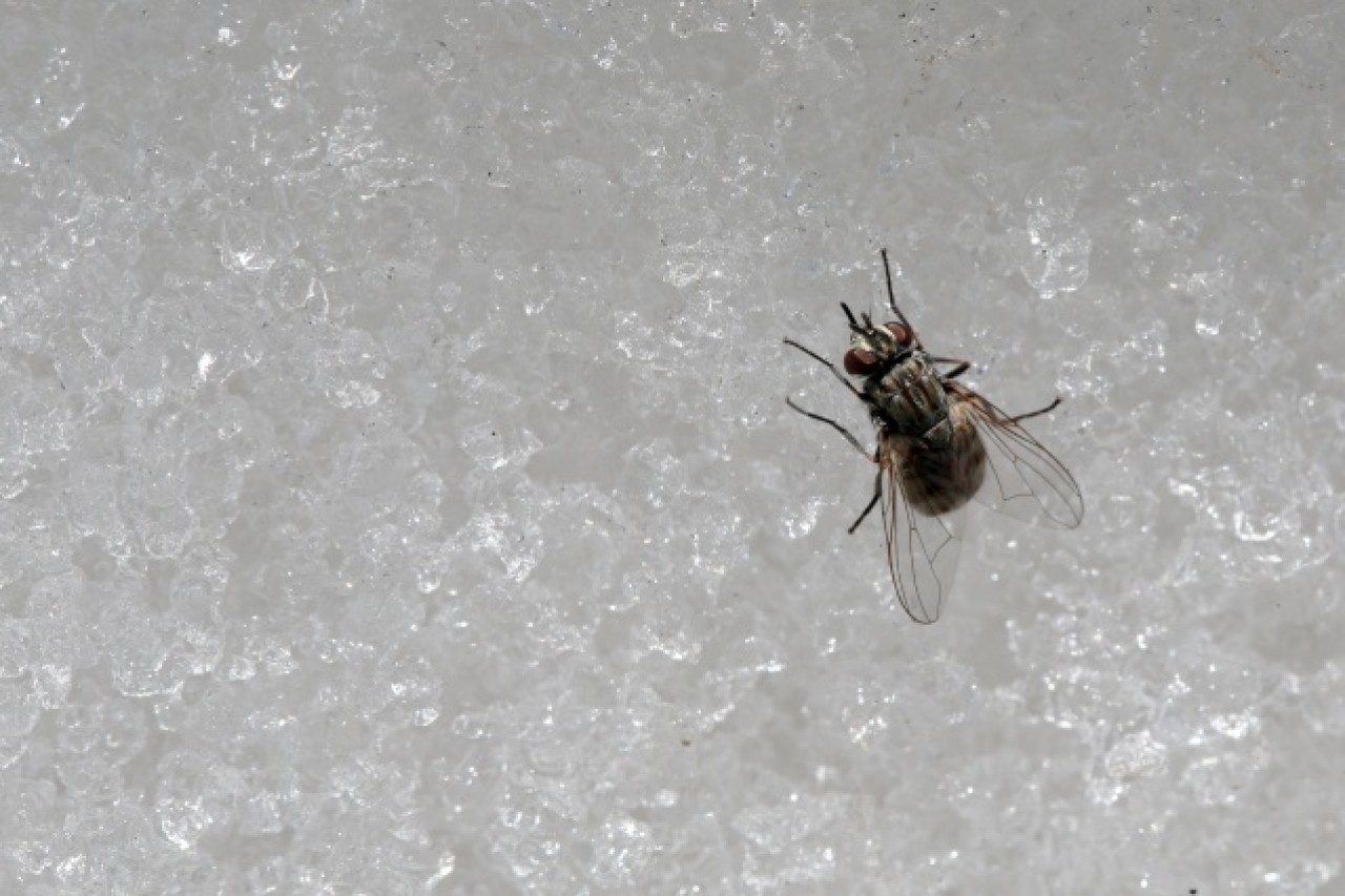 'Dokuzuncu gezegen'de sıra dışı bahar 4