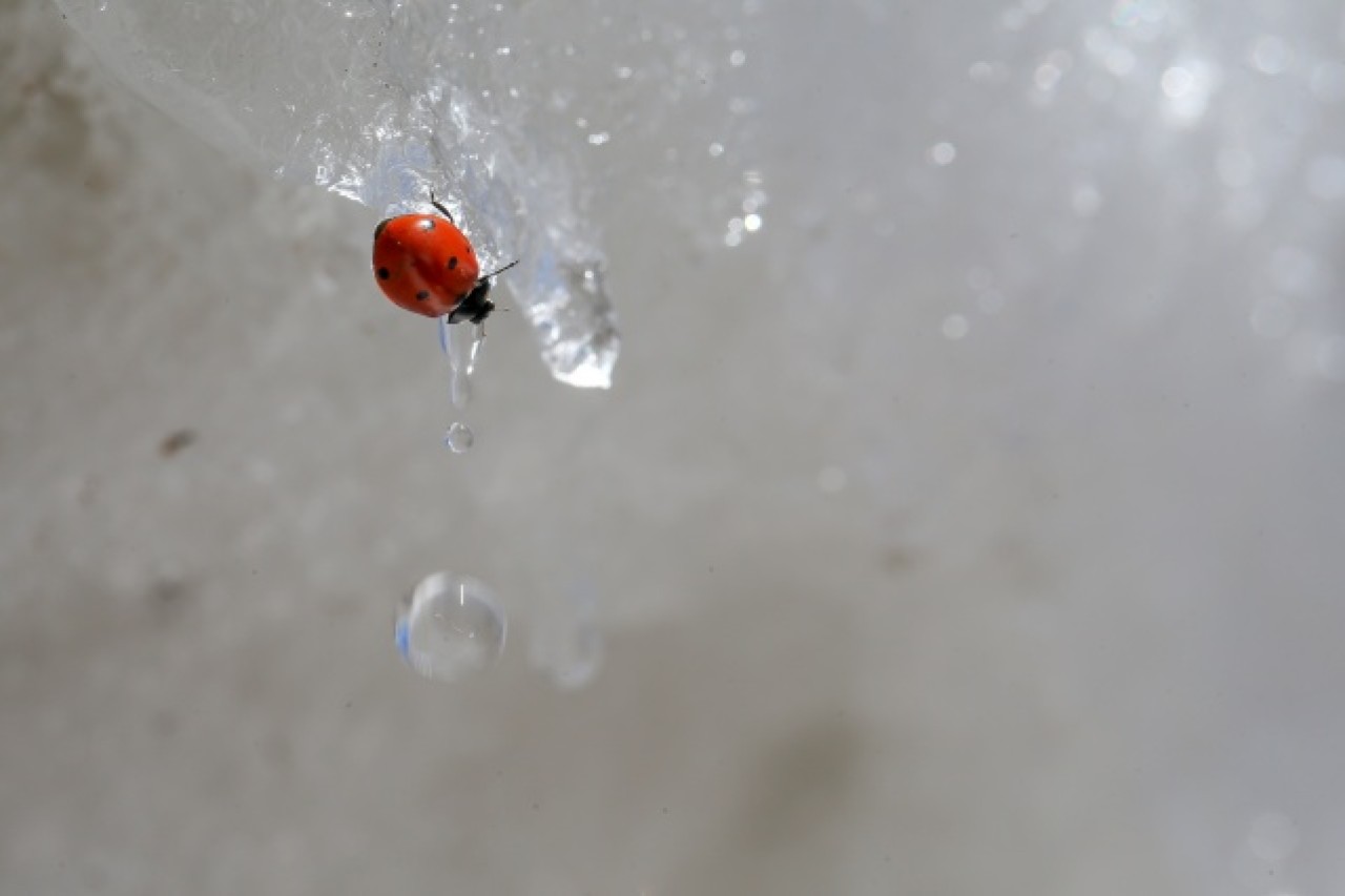 'Dokuzuncu gezegen'de sıra dışı bahar 17