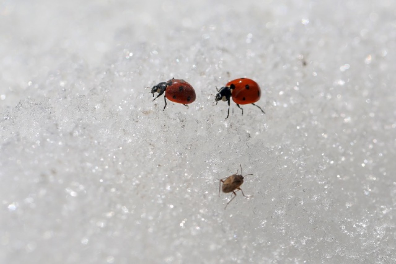 'Dokuzuncu gezegen'de sıra dışı bahar 14