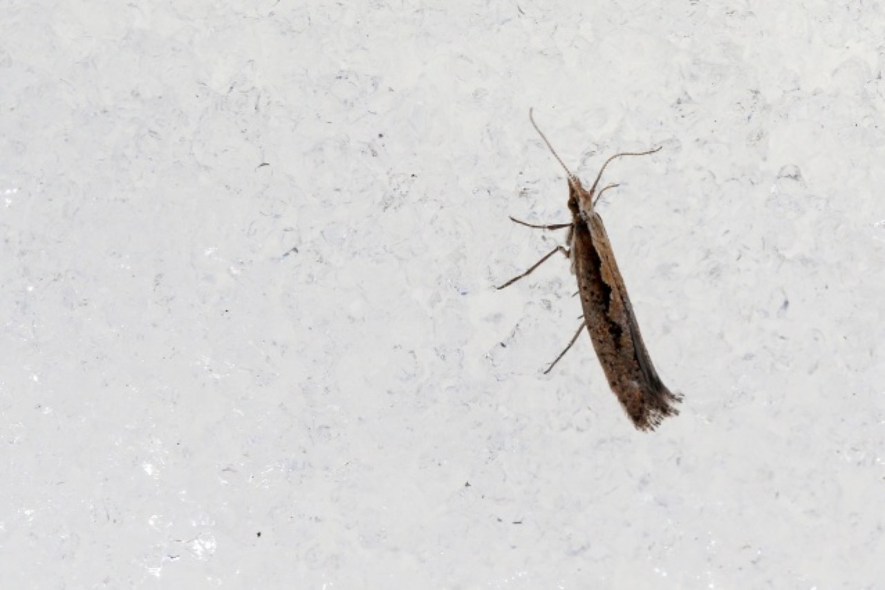 'Dokuzuncu gezegen'de sıra dışı bahar 10