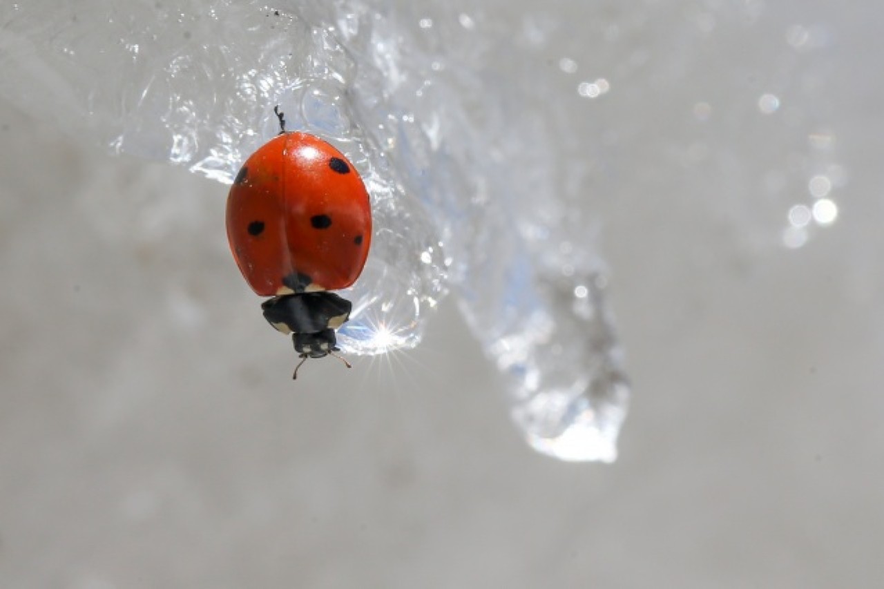 'Dokuzuncu gezegen'de sıra dışı bahar 2