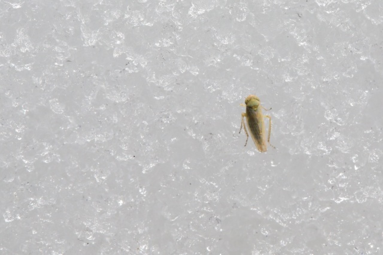 'Dokuzuncu gezegen'de sıra dışı bahar 11