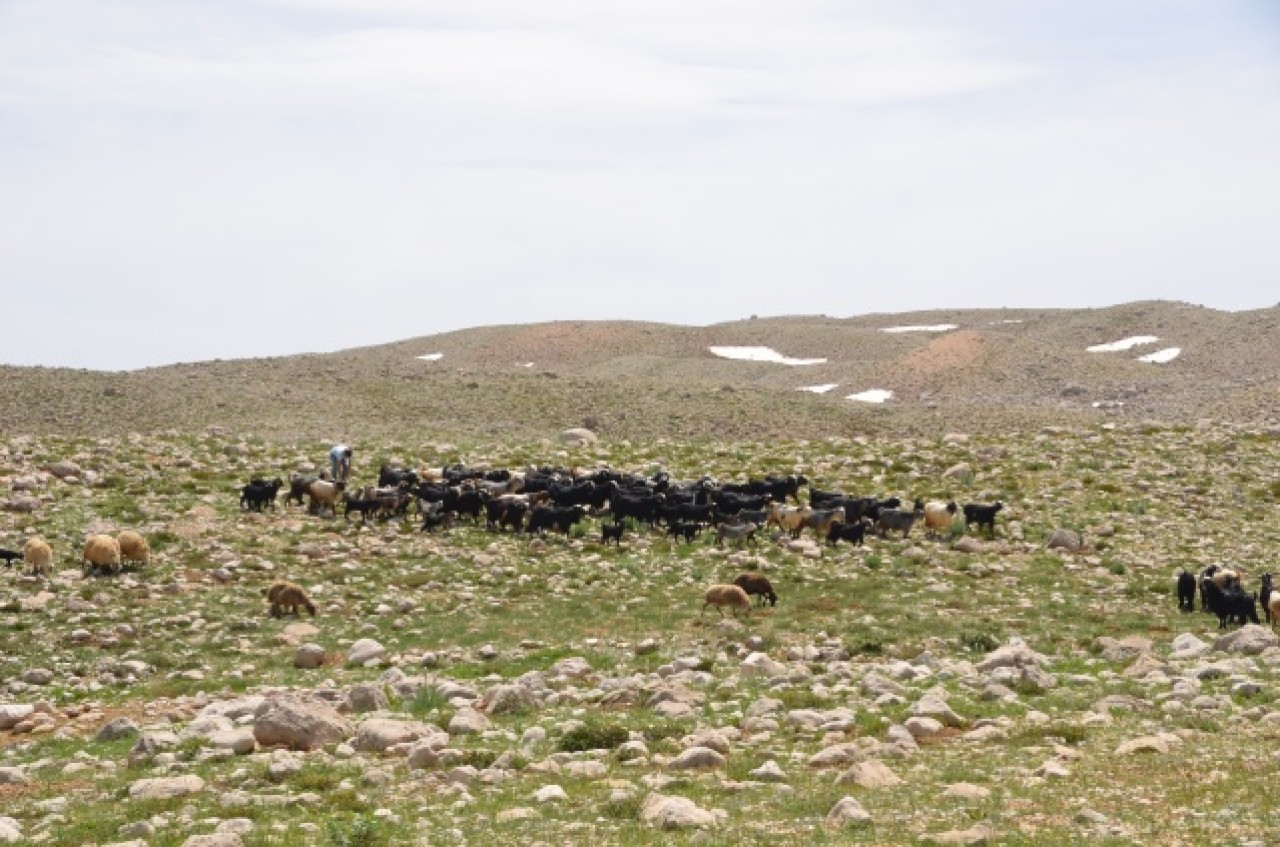 Yörükler yaylalara yerleşmeye başladı 5