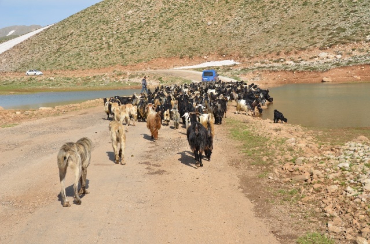 Yörükler yaylalara yerleşmeye başladı 10