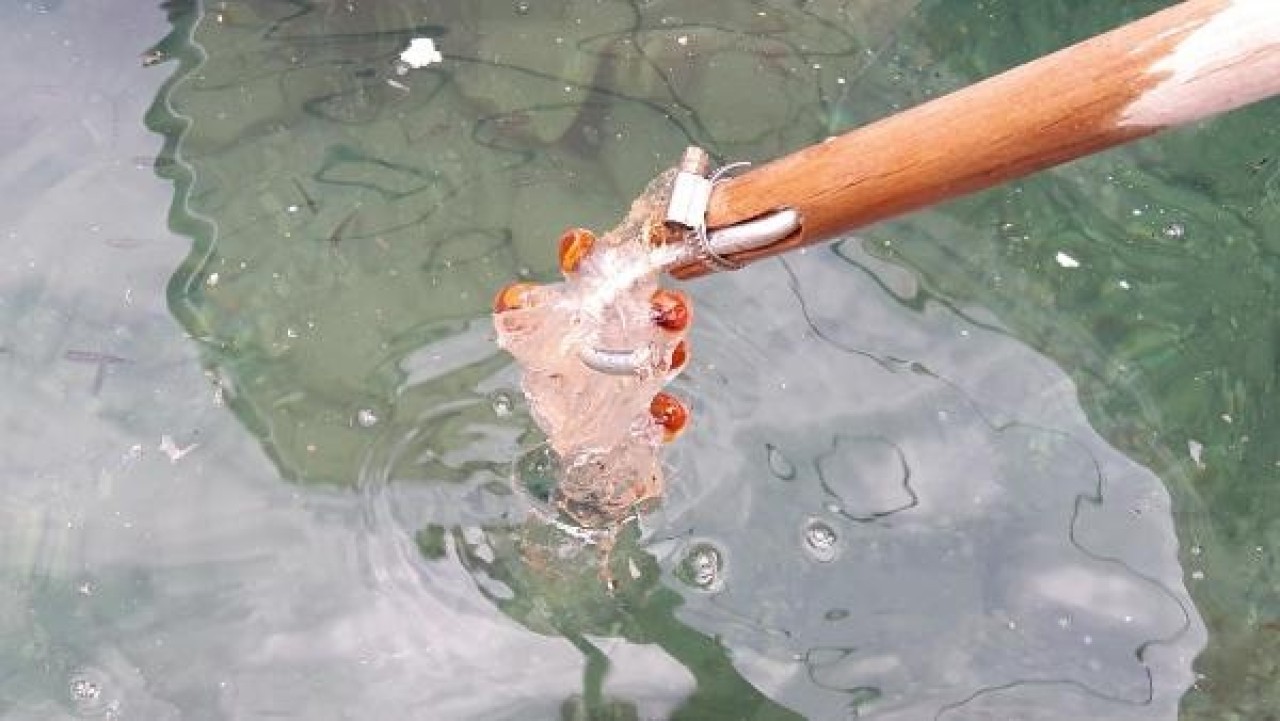 Datça'da şaşırtan şeffaf deniz canlısı 4