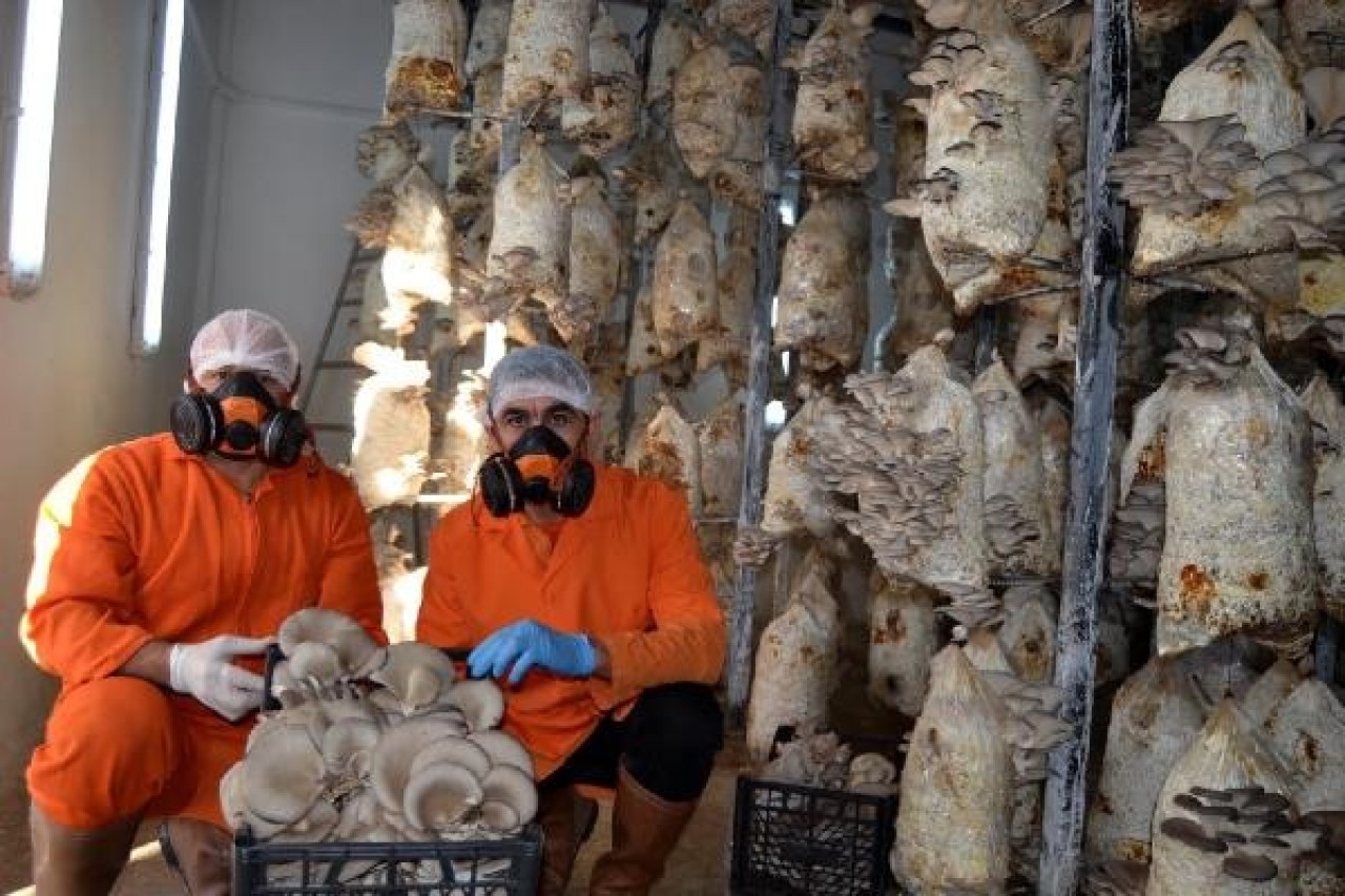 Cezaevinde istiridye mantarı hasadı 2