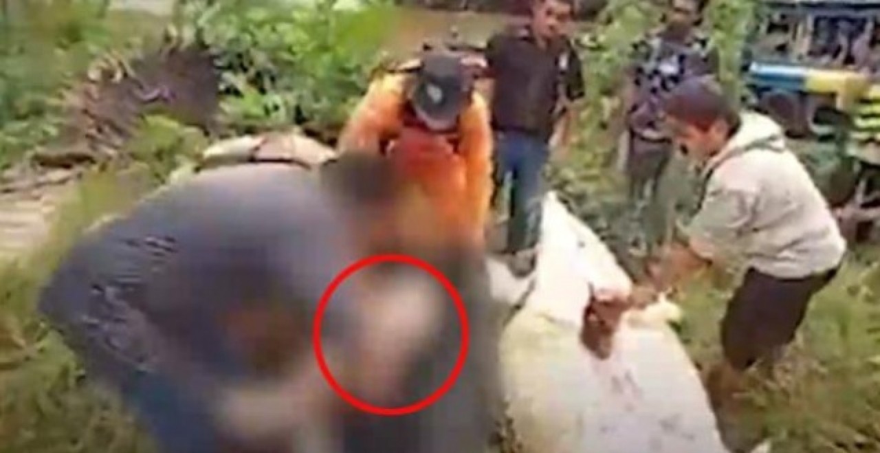 Dev timsah 8 yaşındaki çocuğu yuttu! 1