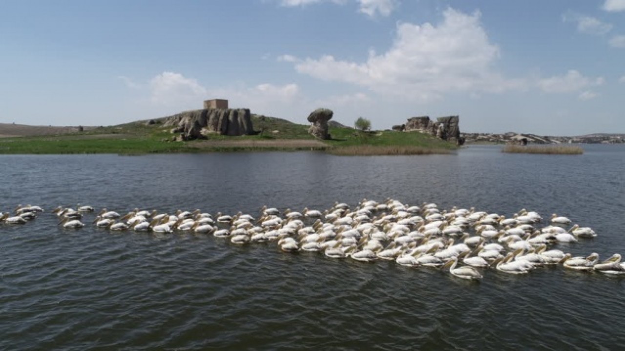 Frigya'nın yeni konukları "Pelikanlar" oldu 2