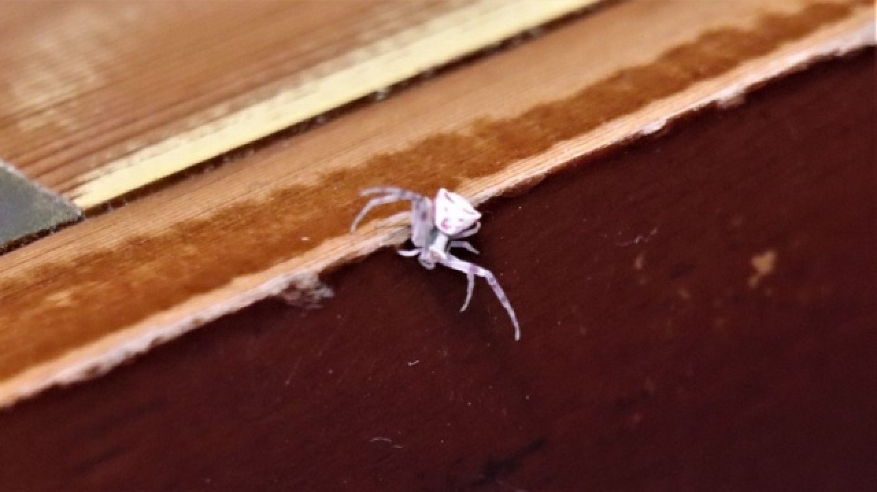 İnsan yüzlü örümcek Türkiye'de bir kez daha ortaya çıktı 3