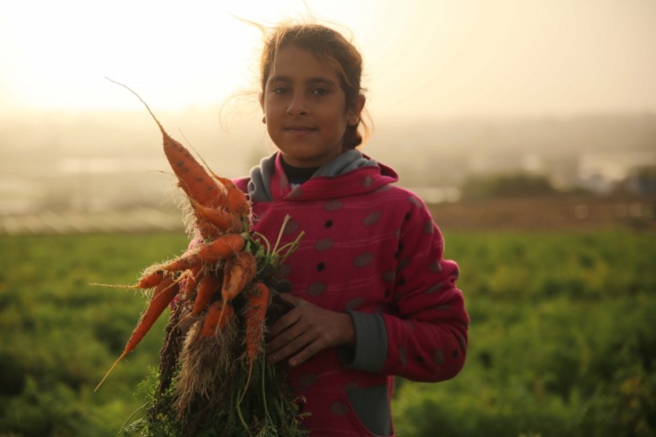 Gazze'de havuç hasadı 2