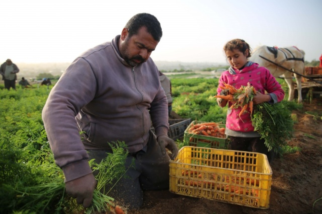 Gazze'de havuç hasadı 1