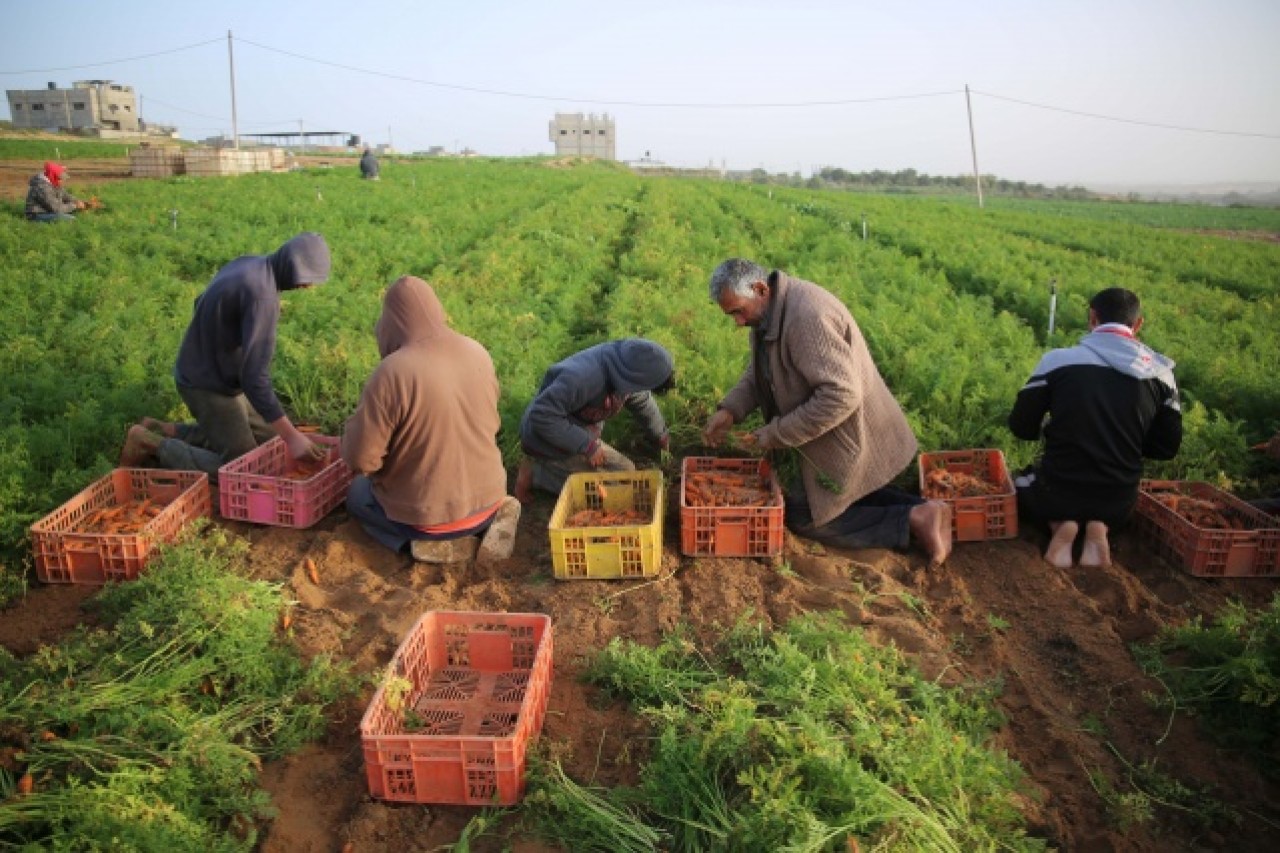 Gazze'de havuç hasadı 8
