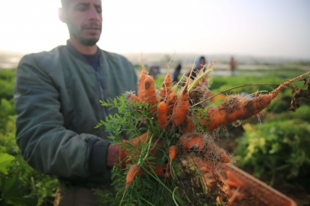 Gazze'de havuç hasadı 4