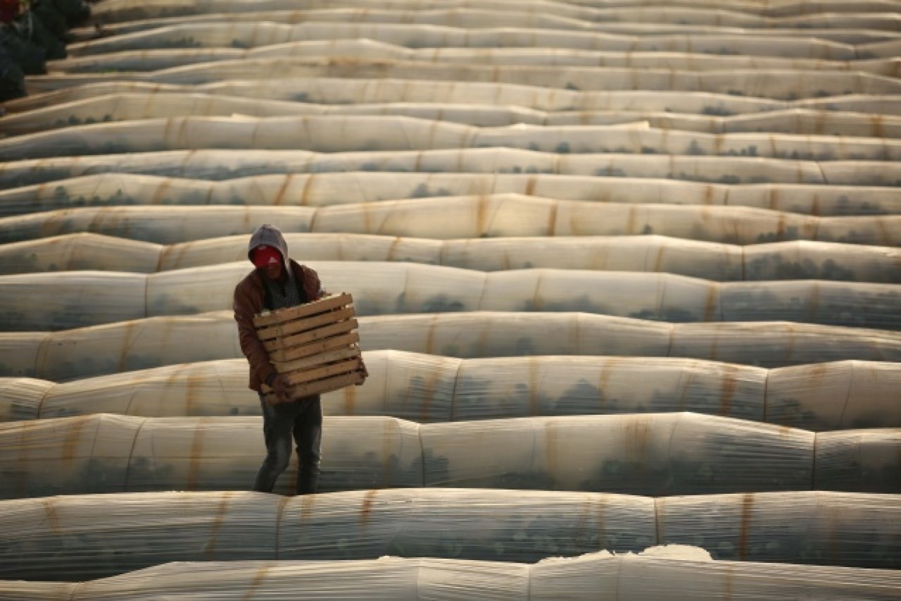 Gazze'de havuç hasadı 7