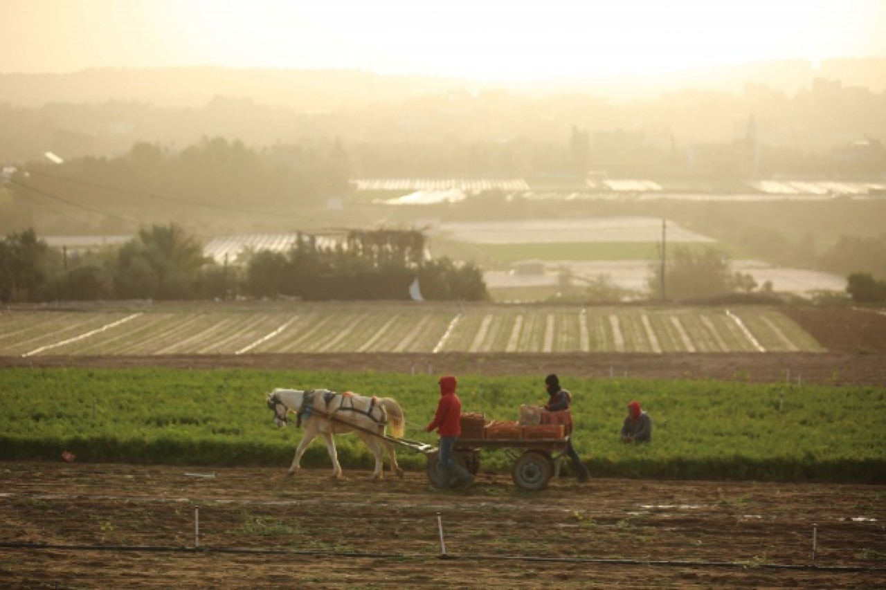 Gazze'de havuç hasadı 10