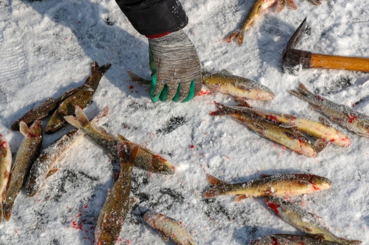 Van'da donan sazlıklar balıkçıların ve fotoğraf tutkunlarının uğrak yeri 2