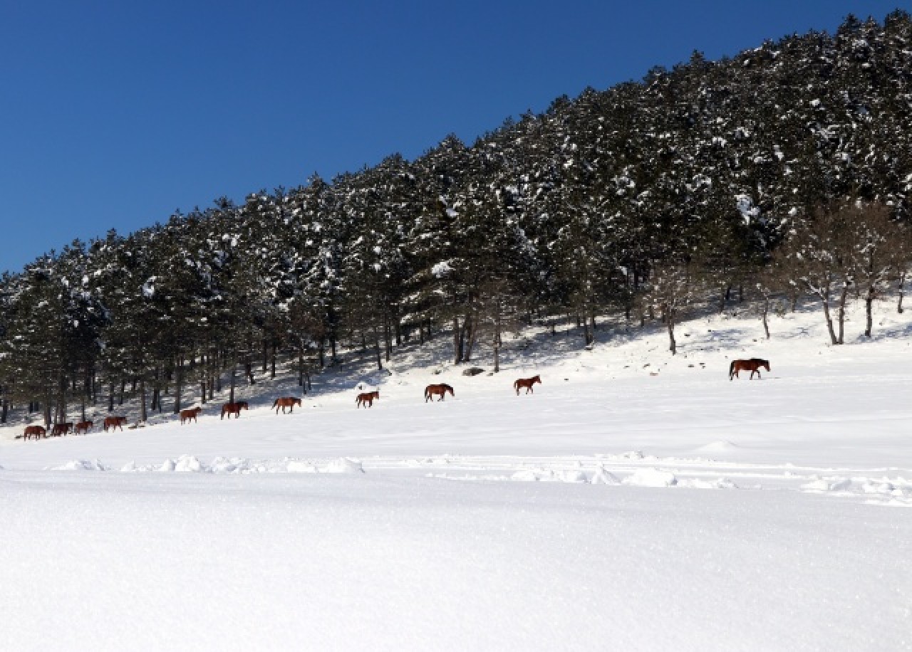 Bolu Dağı'ndaki yılkı atlarına yem bırakıldı 22