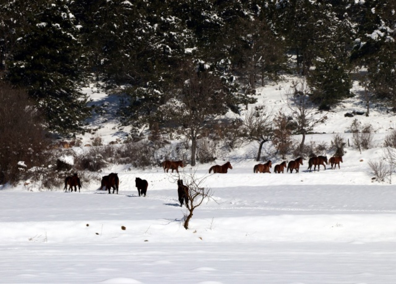 Bolu Dağı'ndaki yılkı atlarına yem bırakıldı 7
