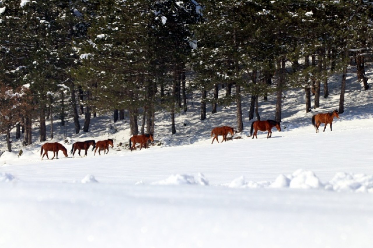 Bolu Dağı'ndaki yılkı atlarına yem bırakıldı 6