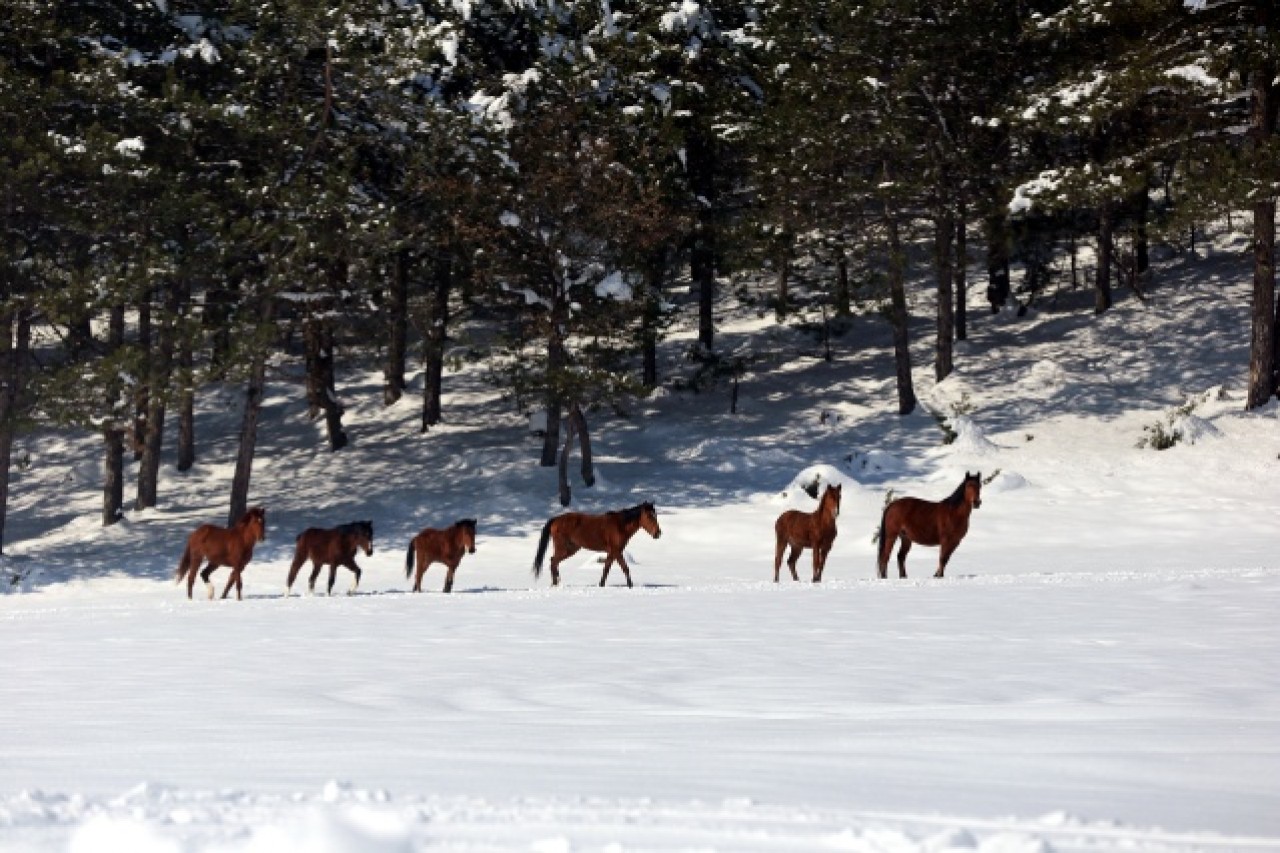 Bolu Dağı'ndaki yılkı atlarına yem bırakıldı 3
