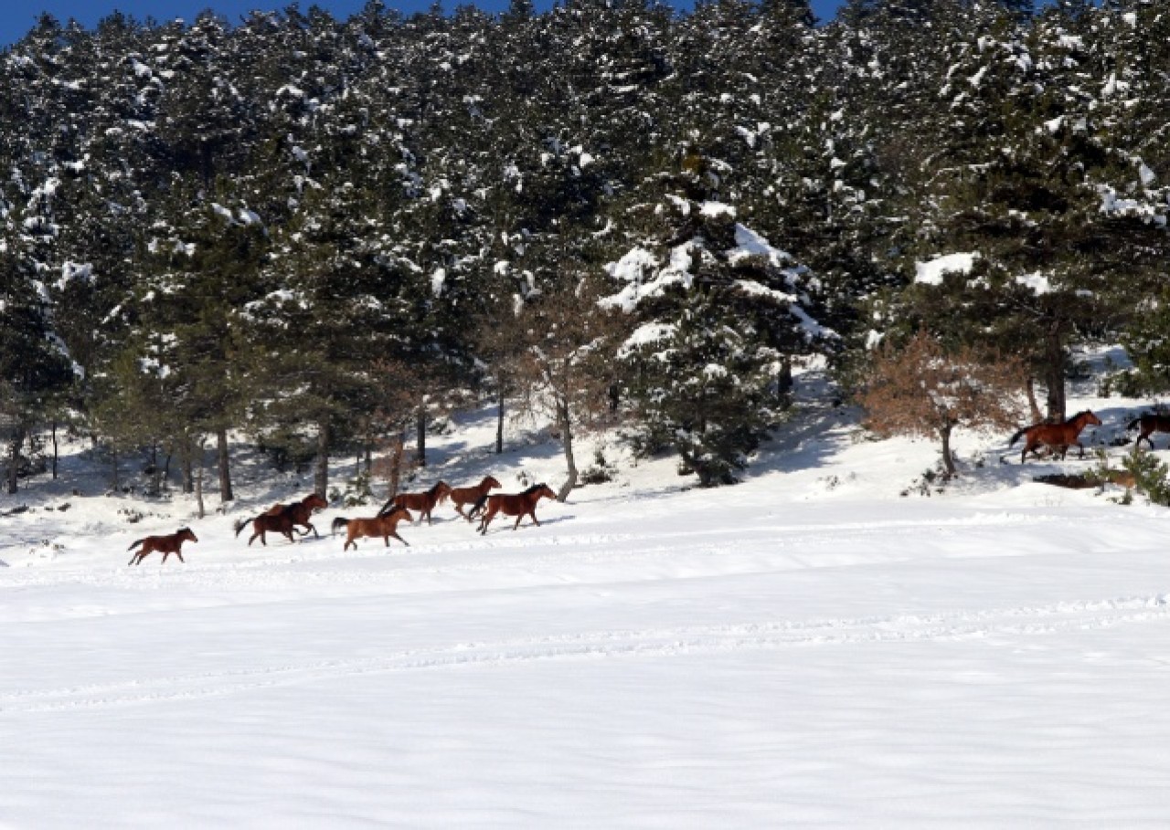 Bolu Dağı'ndaki yılkı atlarına yem bırakıldı 18
