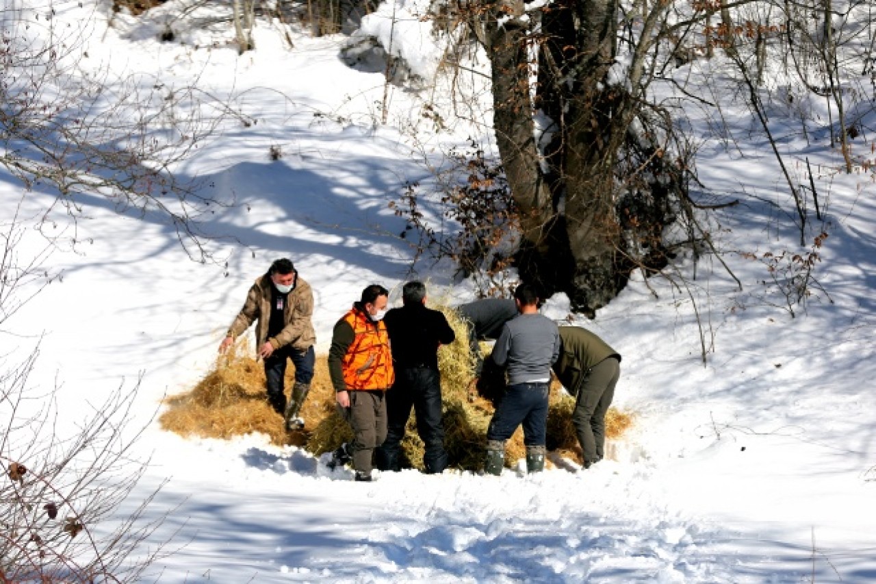Bolu Dağı'ndaki yılkı atlarına yem bırakıldı 5