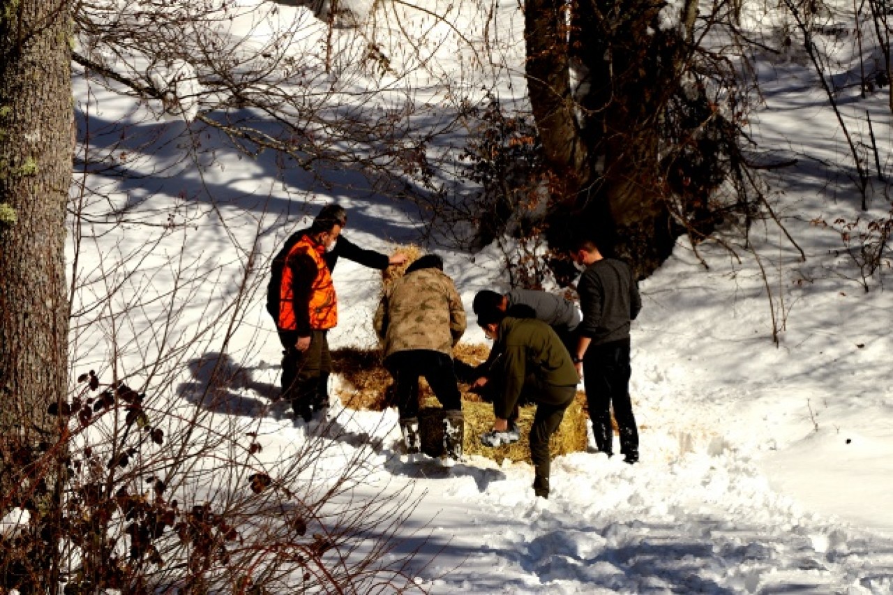 Bolu Dağı'ndaki yılkı atlarına yem bırakıldı 13