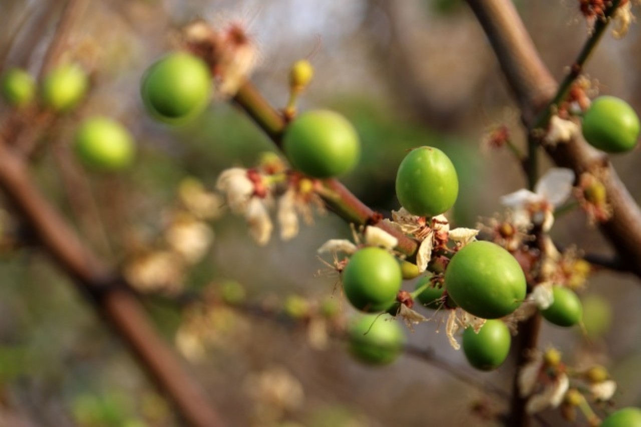 Mersin'de erkenci eriğin hasadına başlandı 2