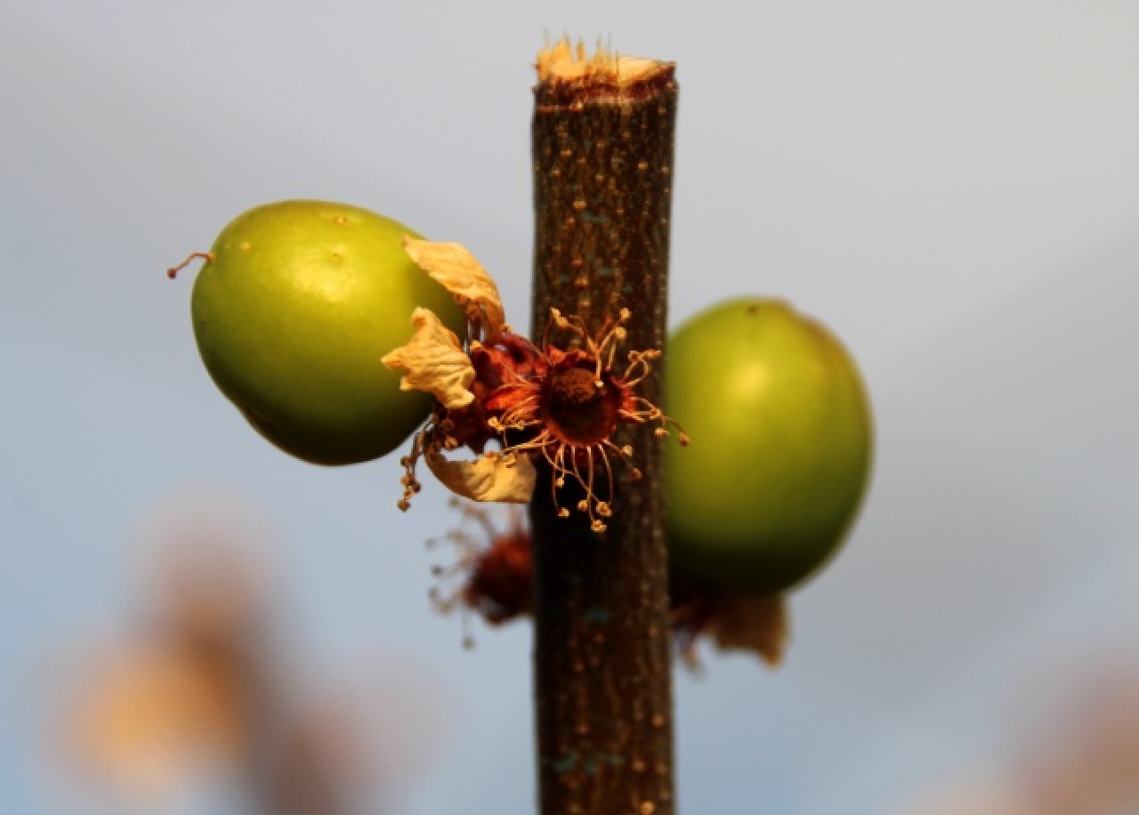 Mersin'de erkenci eriğin hasadına başlandı 1