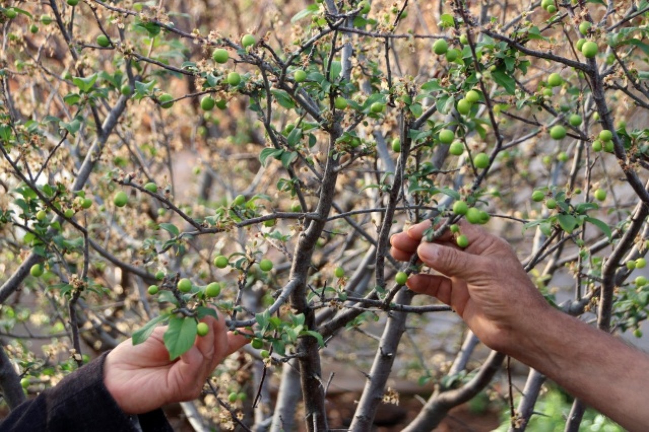 Mersin'de erkenci eriğin hasadına başlandı 6