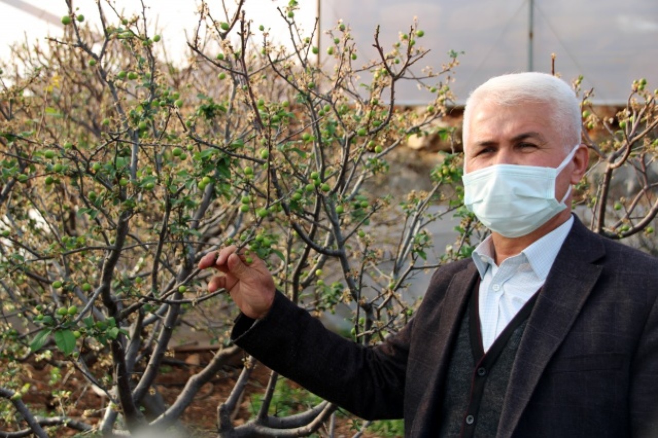 Mersin'de erkenci eriğin hasadına başlandı 5