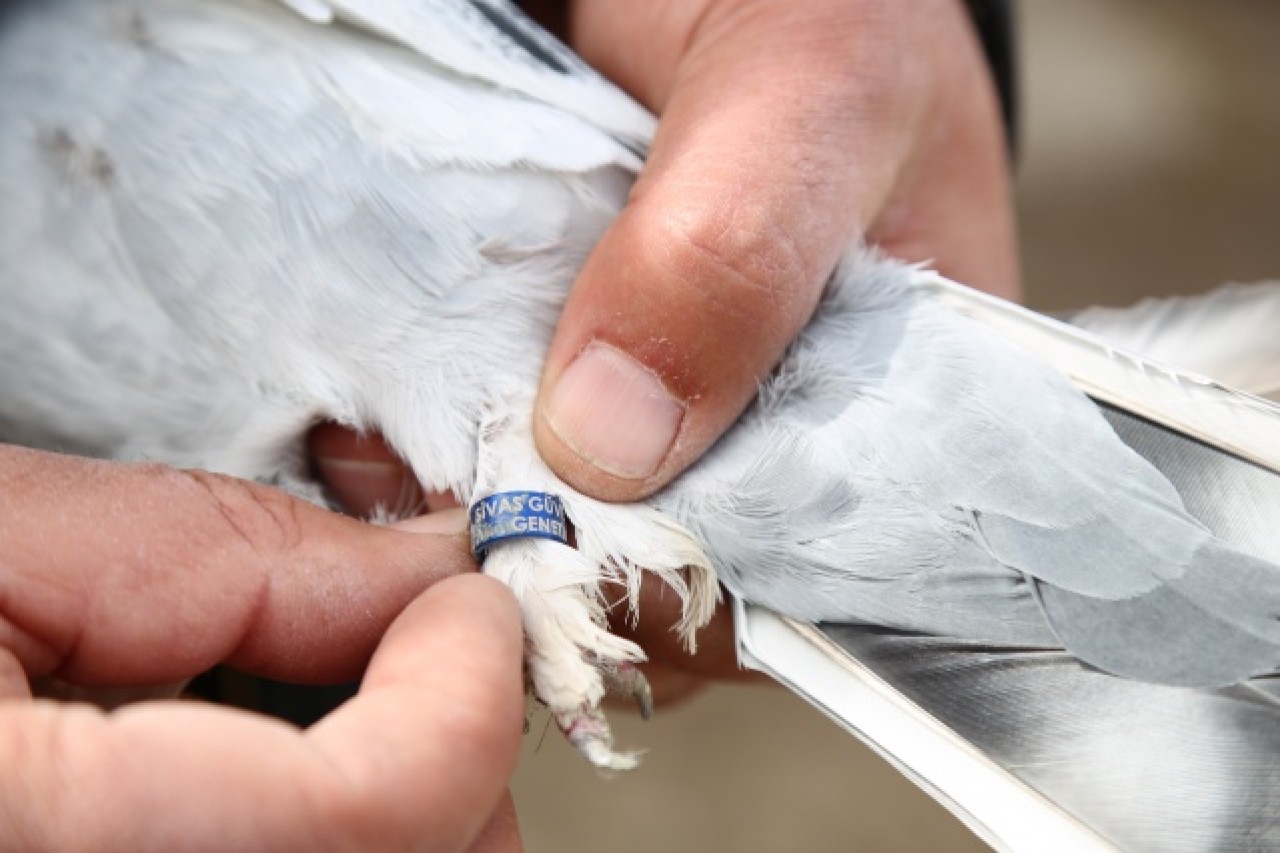 Sivas'ın taklacı güvercini tescillenecek 11