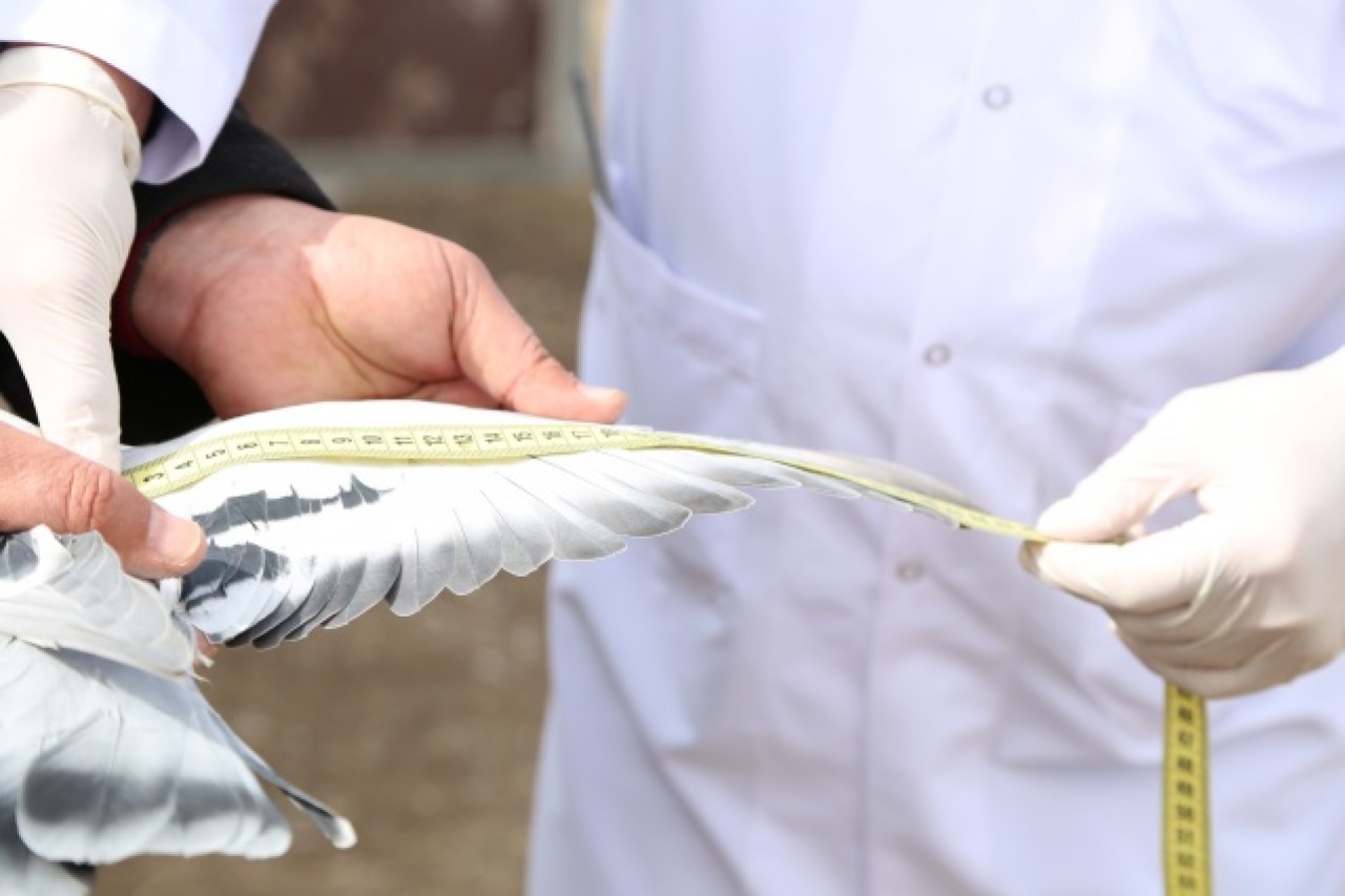 Sivas'ın taklacı güvercini tescillenecek 10