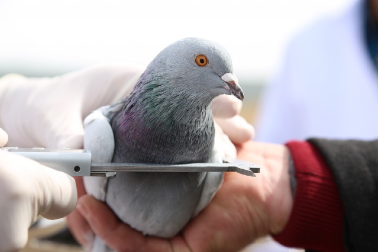 Sivas'ın taklacı güvercini tescillenecek 9