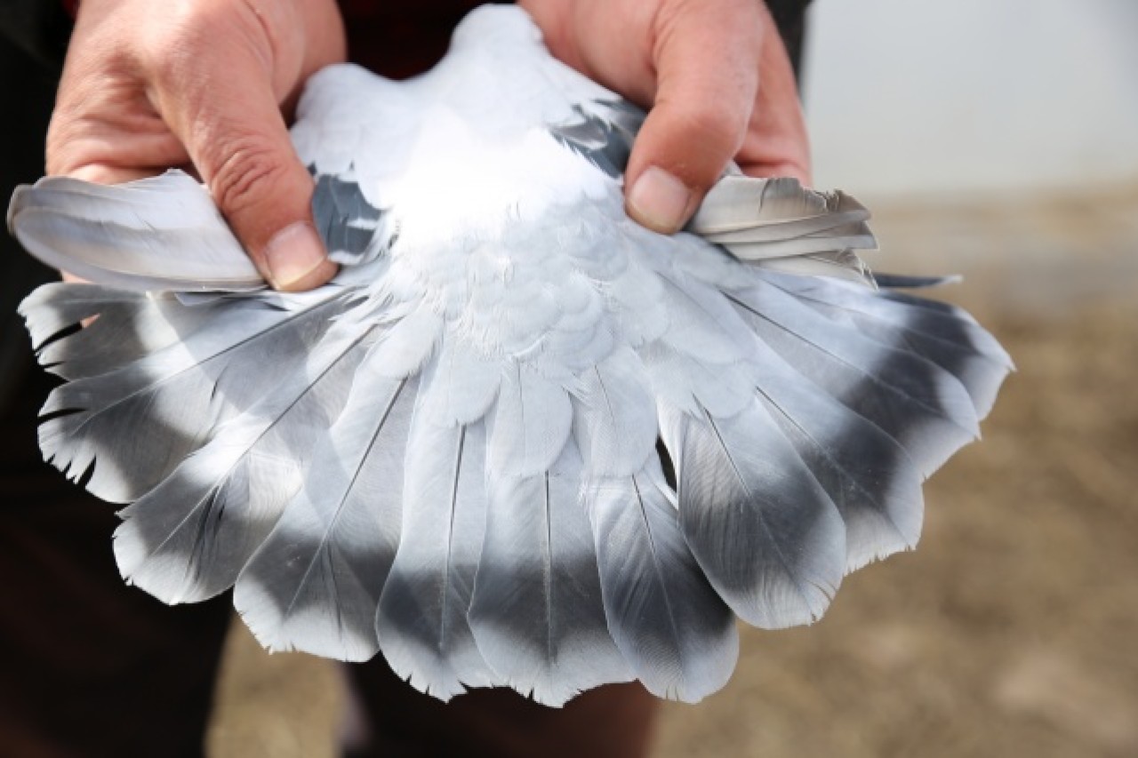 Sivas'ın taklacı güvercini tescillenecek 12