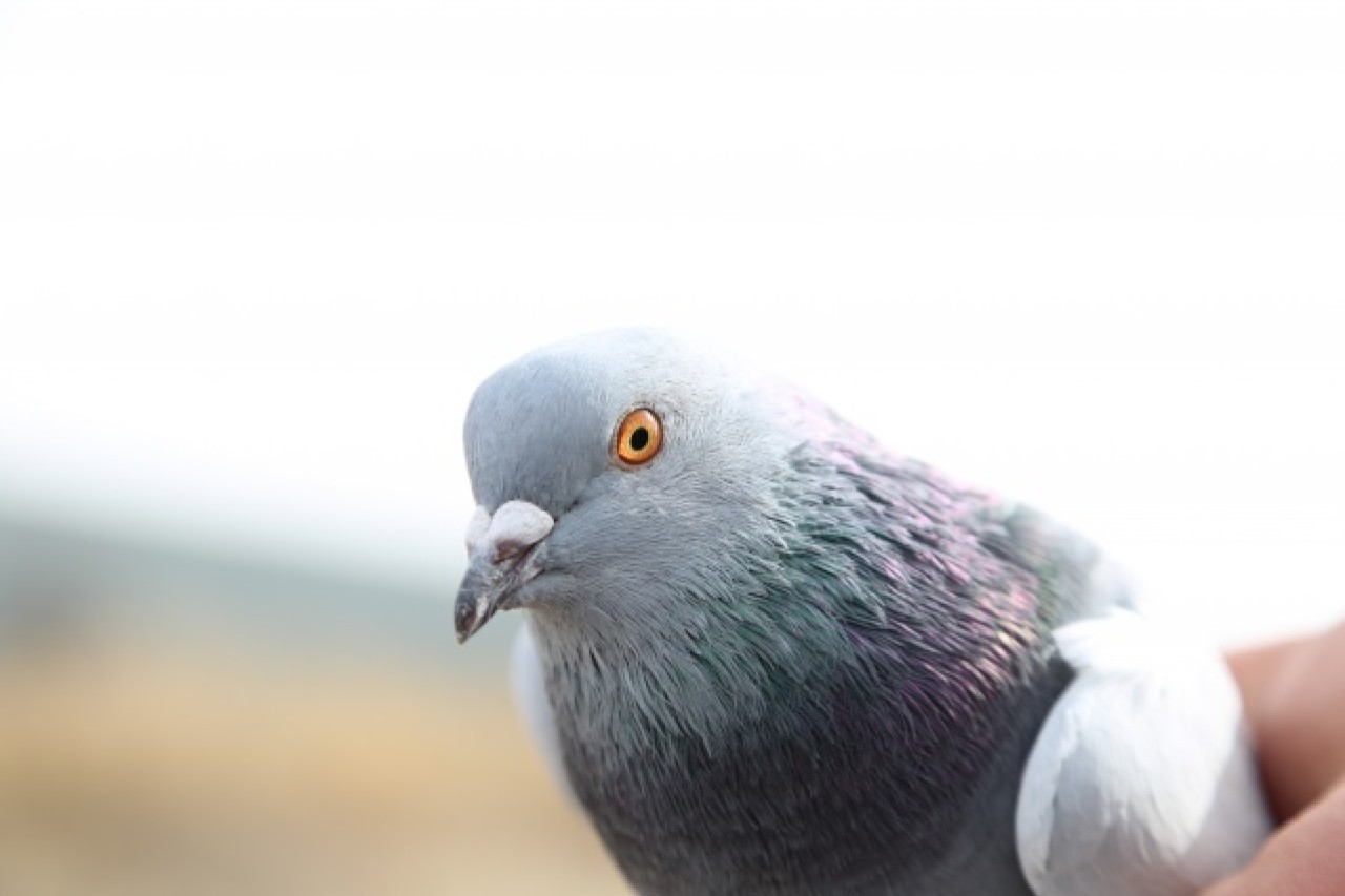 Sivas'ın taklacı güvercini tescillenecek 8