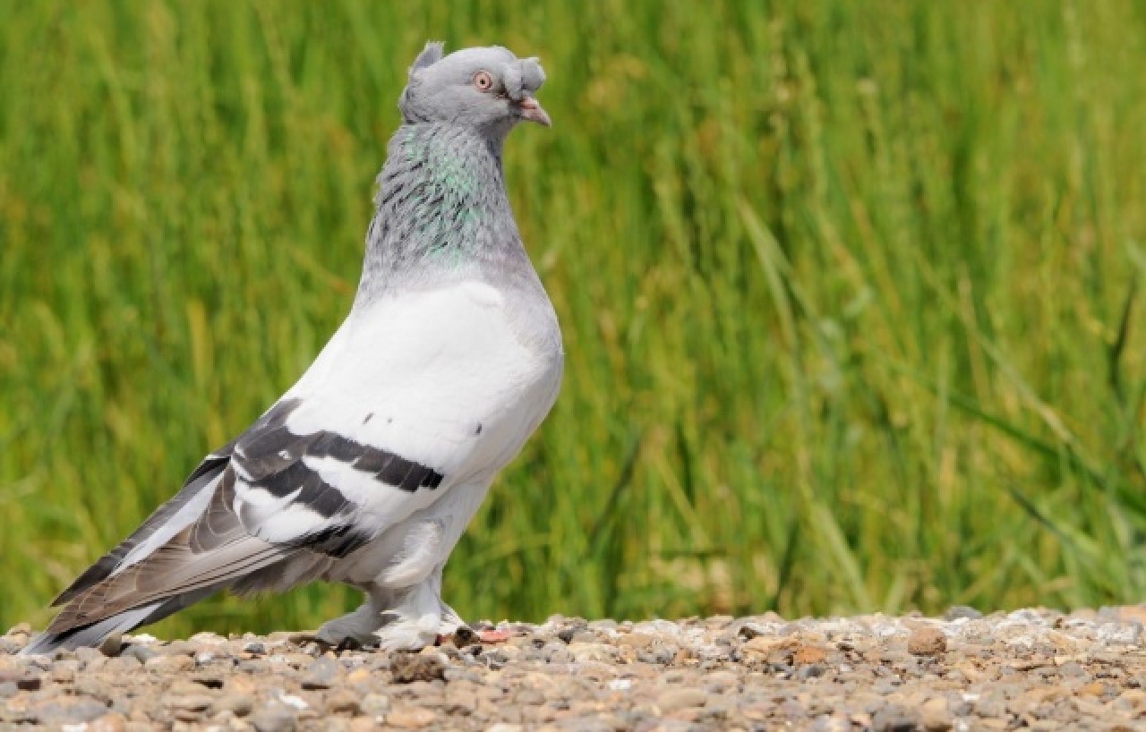 Sivas'ın taklacı güvercini tescillenecek 4
