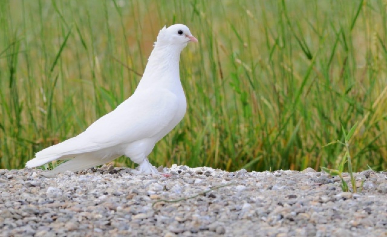 Sivas'ın taklacı güvercini tescillenecek 6