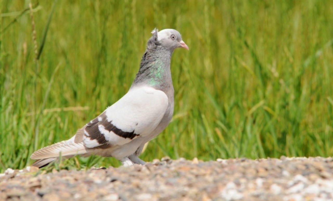 Sivas'ın taklacı güvercini tescillenecek 2